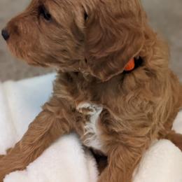 Goldendoodle Puppies from Frannie's Goldendoodle Puppies