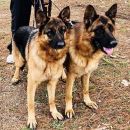 German Shepherds from DogTreff New York