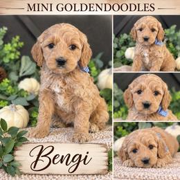 Bengi - Apricot male Goldendoodle puppy in St Anthony, Idaho from Diamond H Puppies