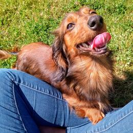 Roxy - Dachshund