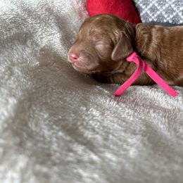 Girl 1 Victoria B. - Red Cockapoo puppy in Chesapeake, Virginia from Chesapeake Cockapoos