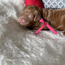 Girl 1 Victoria B. - Red Cockapoo puppy in Chesapeake, Virginia from Chesapeake Cockapoos