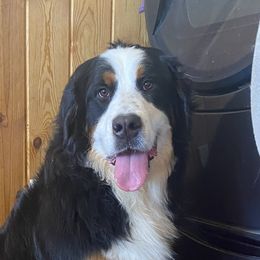 Peaches - Bernese Mountain Dog