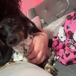 Daphne - Dachshund