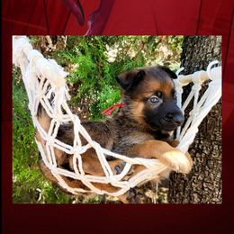 Peter - Red sable male Belgian Malinois puppy in Chino, California from BlueStone K9