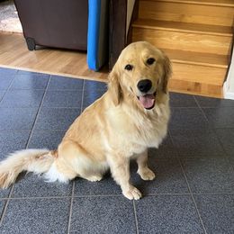Rosie - Golden Retriever