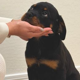 MKs Kira - Black and mahogany female Rottweiler puppy in Phoenix, Arizona from Midnight Rottweilers
