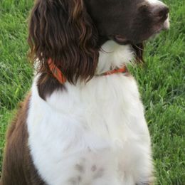 English Springer Spaniels from Willow Brook Spaniels