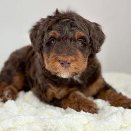 Americano - Phantom male Bernedoodle puppy in Fleming, Colorado from Vandenbark Doodles