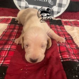 Biscuit - SH cream - Cream male Dachshund puppy in East Dover, Vermont from Audet’s Mini Dachshunds