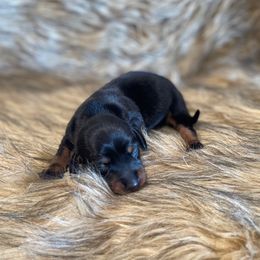 Macie - Black and cream female Dachshund puppy in Purdy, Missouri from Shotgun Pups