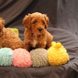 Australian Labradoodle Puppies from Majestic Labradoodles