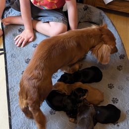 Dachshunds and French Bulldogs from Ferguson's Bulldogs