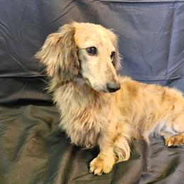 Archie - Brindle male Dachshund puppy in Stillwater, Oklahoma from Shade Tree Dachshunds
