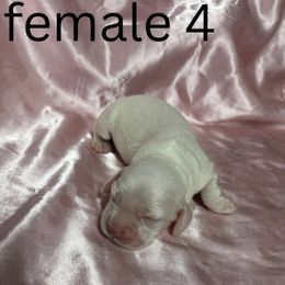Girl 4 - Cream female Cocker Spaniel puppy in Phil Campbell, Alabama from Clark’s Cocker Spaniels