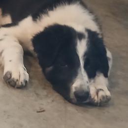 Border Collie and Pembroke Welsh Corgi Puppies from Cedar Springs Corgis/Border collies