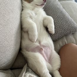 American Corgi and Pembroke Welsh Corgi Puppies from Beebe’s Corgis