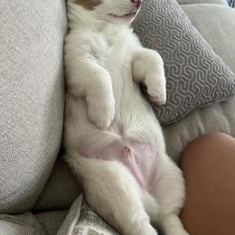 American Corgi and Pembroke Welsh Corgi Puppies from Beebe’s Corgis