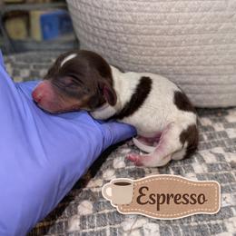 Espresso - Piebald male Dachshund puppy in Deming, New Mexico from FoxieDoxies of New Mexico