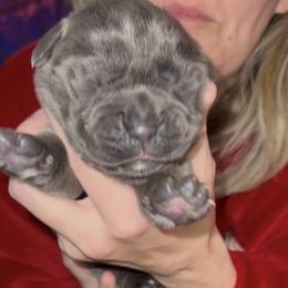 Cane Corso Puppies from Venom Cane Corsos