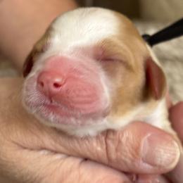 Black Collar Gorl - Red female Australian Labradoodle puppy in Statesville, North Carolina from Rose Cottage Labradoodles