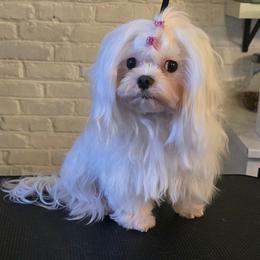Bell - Maltese