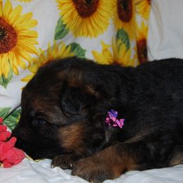 German Shepherd Puppies from Von Falkenberg German Shepherds, LLC