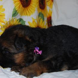German Shepherd Puppies from Von Falkenberg German Shepherds, LLC
