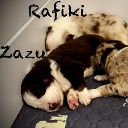 Zazu - Red tri-color male Australian Shepherd puppy in Blythewood, South Carolina from One Tribe Aussies