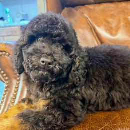 Cracker - Black male Bernedoodle puppy in Rose Hill, North Carolina from Red Door Canines