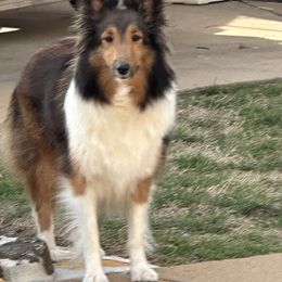 Callie Rae - Shetland Sheepdog
