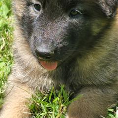 Belgian Tervuren Puppies from Kismet Belgian Tervuren's  owner Angela Ernst