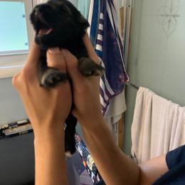 Miniature Schnauzer Puppies from REGAL SCHNAUZERS