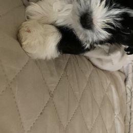 Havanese Puppies from Elysium Fields Farm