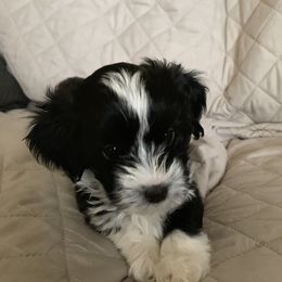 Havanese Puppies from Elysium Fields Farm