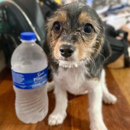 Liberty - Parti female Assorted Doodle Crosses puppy in Madison, Georgia from Porchlight Puppies