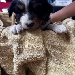 Lucy - Black tri female Miniature Australian Shepherd puppy in Mount Airy, North Carolina from Brickell Farms