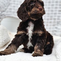 Australian Labradoodle, Cockapoo, Goldendoodle, and Labradoodle Puppies from Dessie's Doodles