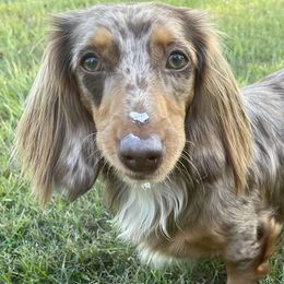 Dachshunds from Camie's Dachshunds