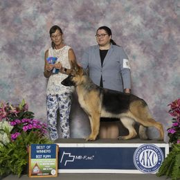 German Shepherd Puppies from Patricia's German Shepherds