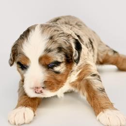 Bernese Mountain Dog and Poodle Puppies from Brian Petersen
