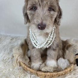 Aussiedoodle Puppies from The Cuddly Dood Ranch