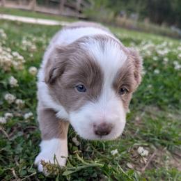Colt - White and blue male Border Collie puppy in Ashford, Alabama from Double4farms
