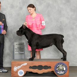 Halo - Cane Corso