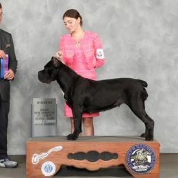 Halo - Cane Corso