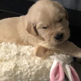 Golden Retriever Puppies from Gabrielle Sack