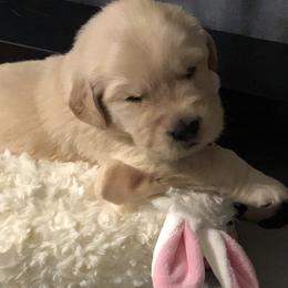 Golden Retriever Puppies from Gabrielle Sack