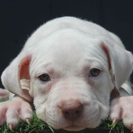 Girl 1 - White female American Bully puppy in Lubbock, Texas from Villainous K9’s