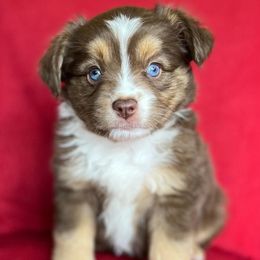 Girl 1 - Miniature Australian Shepherd puppy in Buchanan, Georgia from Stanleyville Farm Mini Aussies
