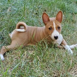 Basenji Puppies from Basenji Puppies